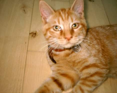 Blanding af racer Bastian billede 13