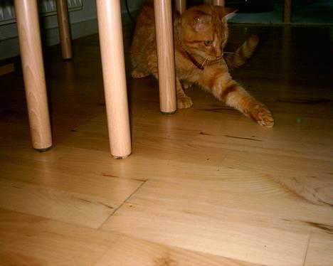 Blanding af racer Bastian billede 14