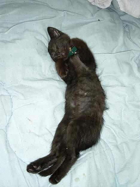 Huskat Thorkild  billede 8