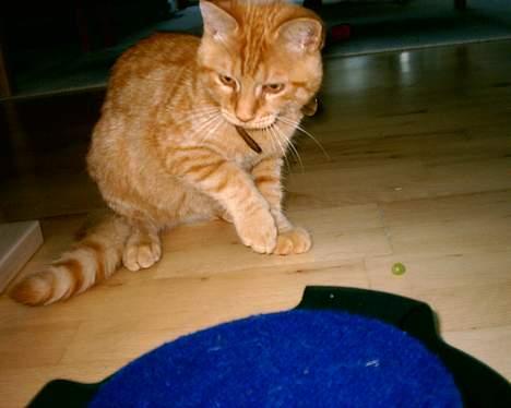 Blanding af racer Bastian billede 15