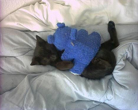 Huskat Thorkild  - Houdini tager en slapper med Dolph billede 9