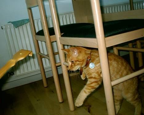 Blanding af racer Bastian billede 16