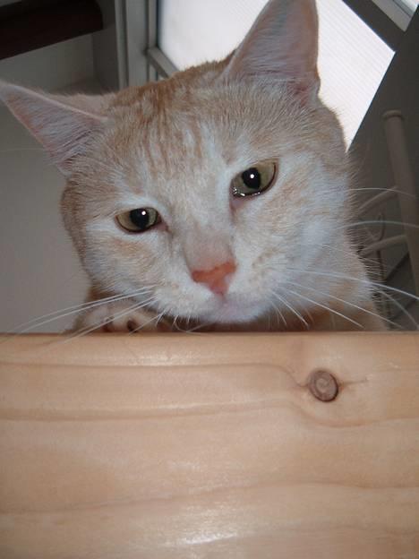 Blanding af racer Baloo - er der nogen der kan stå for mig?? billede 1