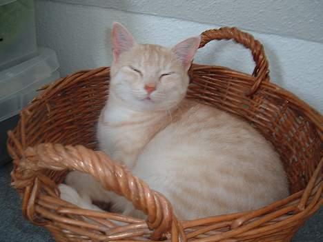 Blanding af racer Baloo - har i set min fine katte-seng?? billede 2