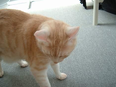 Blanding af racer Baloo billede 3