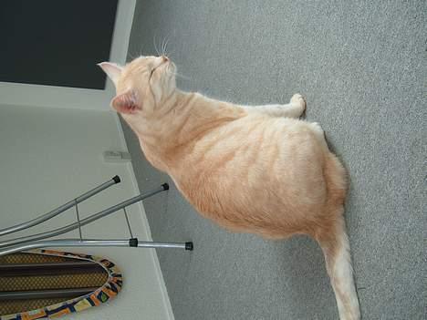 Blanding af racer Baloo billede 4