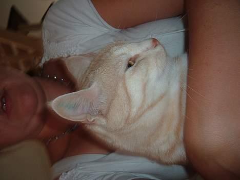 Blanding af racer Baloo - her ligger jeg trygt og godt billede 5