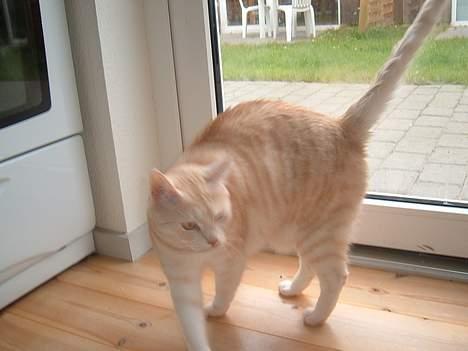 Blanding af racer Baloo - ser jeg ikke farlig ud?? billede 6