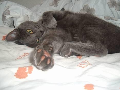 Blanding af racer Bella - er jeg ikke yndig billede 1