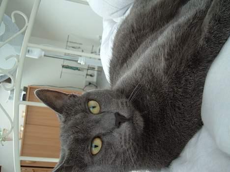 Blanding af racer Bella billede 2