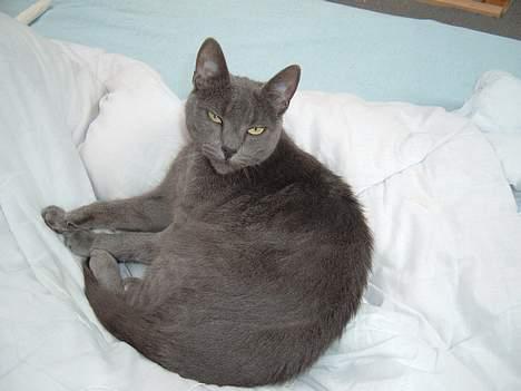 Blanding af racer Bella - kan i se jeg prøver at se sur ud?? billede 3