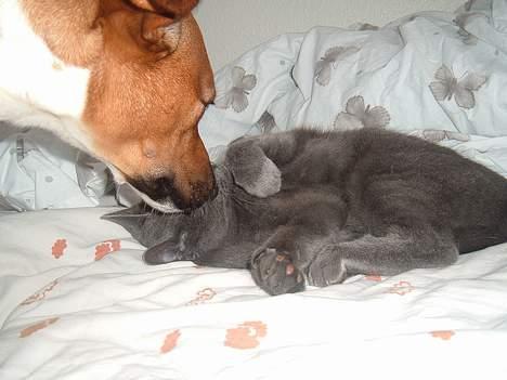 Blanding af racer Bella - uhm det er bare dejligt med et lille hunde-kys billede 6