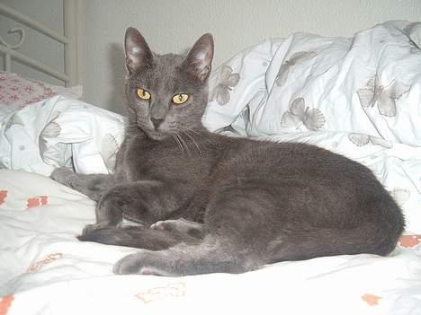 Blanding af racer Bella - hvem er dronningen her?? billede 7