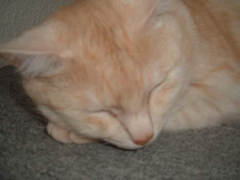 Blanding af racer Baloo - sweet dreams.... gæt hvad jeg drømmer om billede 7