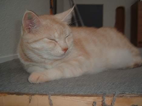 Blanding af racer Baloo billede 8