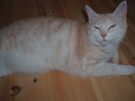 Blanding af racer Baloo - er du nu der med det kamera igen?? billede 9