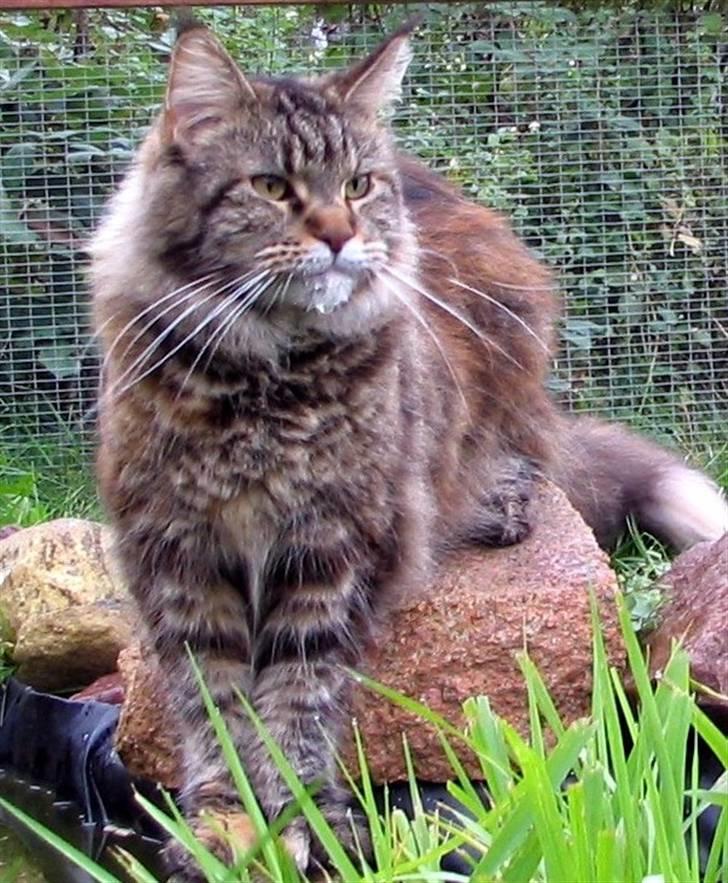 Maine Coon Evita - nyt taget her i oktober 2007 billede 1