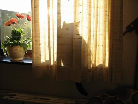 Blanding af racer Hermann - Der er nok ingen der kan se, jeg sidder her bag gardinet..... billede 12