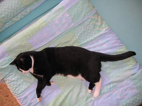 Blanding af racer Hermann - Snork... billede 13