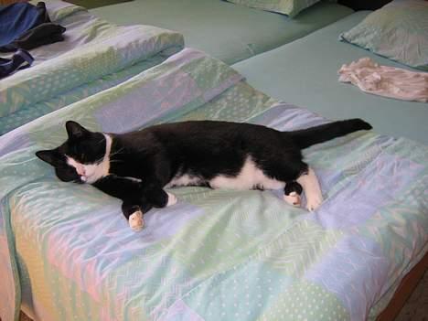 Blanding af racer Hermann billede 14