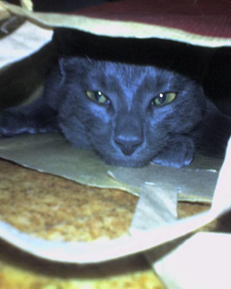 Russian Blue Pelle - Så er jeg flyttet ind! billede 1