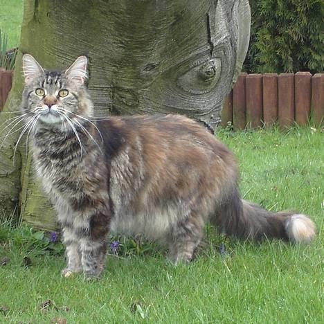 Maine Coon Evita billede 2