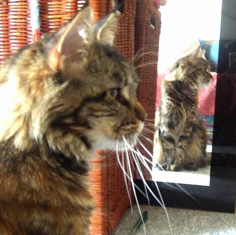 Maine Coon Evita - evita elsker at spejle sig billede 3