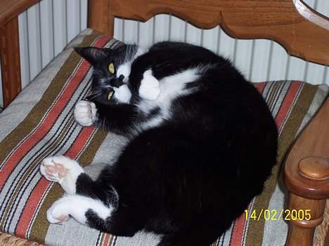 Blanding af racer Gerda *Død* - Min dejlige kat som styrer huset billede 11