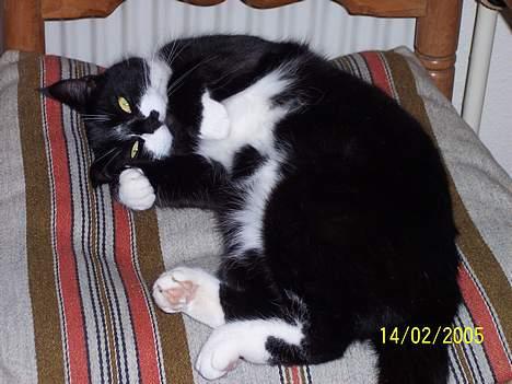 Blanding af racer Gerda *Død* - Hun bestemmer hvornår vi står op og går i seng. hvornår hendes mad skal serveres osv billede 12