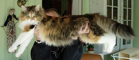 Norsk Skovkat Mischa - Den 15. april 2006. - Så lang er hun nu.. (Og tung er hun også.. Puha) billede 15