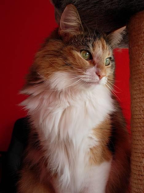 Norsk Skovkat Mischa - Den 22. april 2007. billede 16