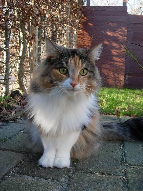 Norsk Skovkat Mischa - Den 29. januar 2007. - Hun elsker at sidde udenfor og bare nyde det :) billede 17