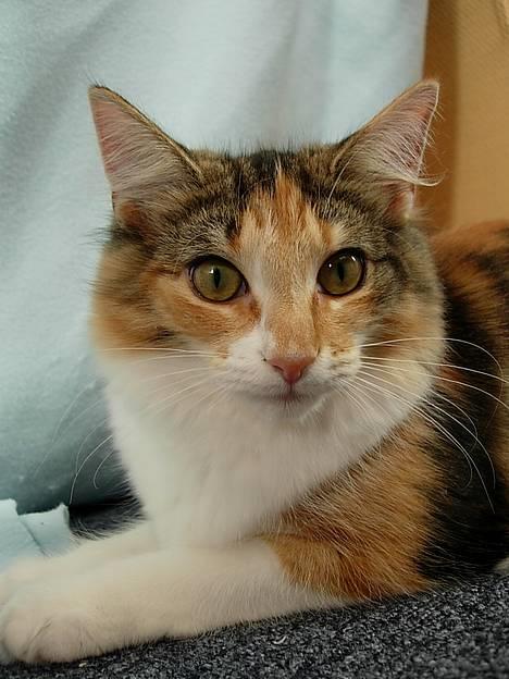 Norsk Skovkat Mischa - Ca. 25 uger. - (d. 23/8 -05) billede 18