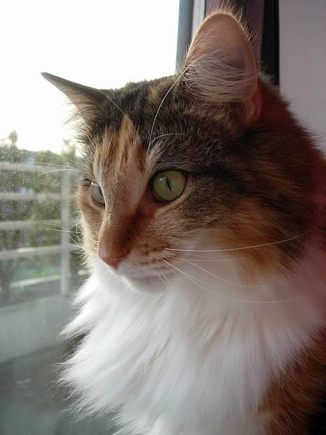 Norsk Skovkat Mischa - Den 24. april 2007. billede 19