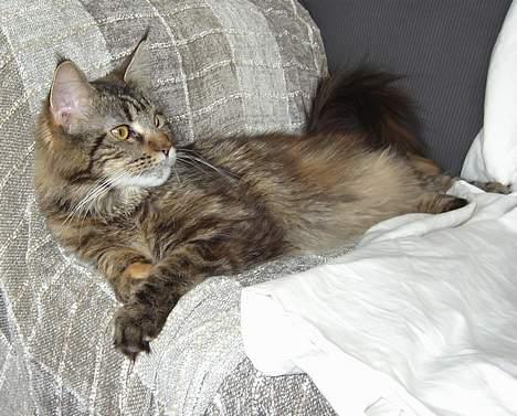 Maine Coon Evita - hun er en lille puttefrans billede 4