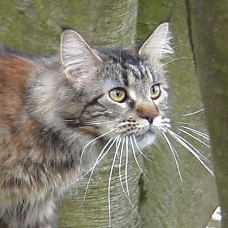 Maine Coon Evita billede 5