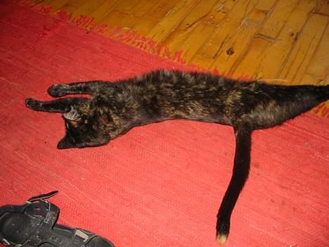 Blanding af racer Mille - "Jeg skal bare lige strakke mig lidt så kommer jeg" billede 13