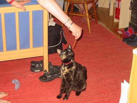 Blanding af racer Mille - "Hvad? hvad er det..?.........Det dyfter skønt"  billede 14