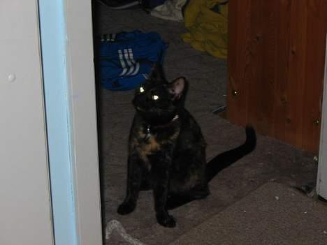 Blanding af racer Mille - "Nu kommer jeg og tager dig.............HAHAHAHAHAHA" billede 15