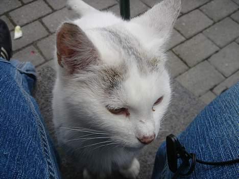 Huskat Mollie *forsvundet* - Hun ville sidde mellem mine ben billede 1