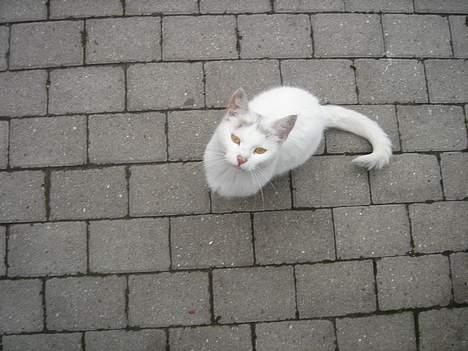 Huskat Mollie *forsvundet* - Mollie Mus<3 billede 2