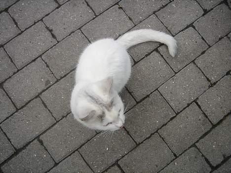 Huskat Mollie *forsvundet* - Oppe fra billede 3