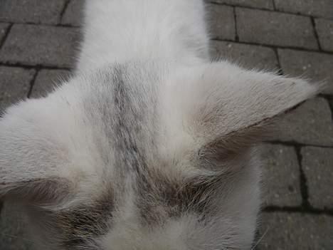 Huskat Mollie *forsvundet* - Hendes mærke i panden. billede 4