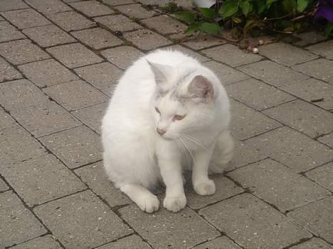 Huskat Mollie *forsvundet* - Der gik lige nogle mennesker fordi. billede 5