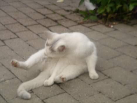 Huskat Mollie *forsvundet* - Vaske skal man også<3 (ikke så godt) billede 6