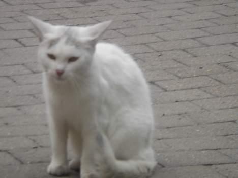 Huskat Mollie *forsvundet* - Her ser hun lidt sur ud! (heller ikke så godt) billede 7