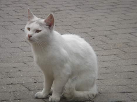 Huskat Mollie *forsvundet* - Se mig<3  billede 8