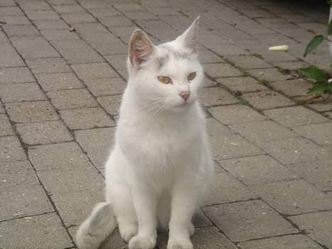 Huskat Mollie *forsvundet* - Hun er bare så dejlig. billede 9