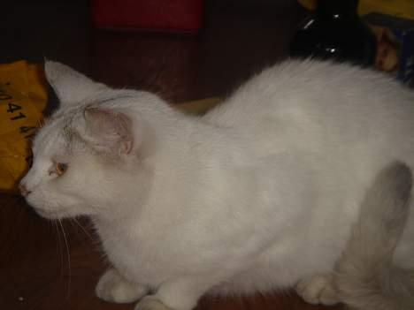 Huskat Mollie *forsvundet* - Mollie Mollie Mollie billede 10