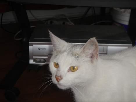 Huskat Mollie *forsvundet* - Hendes dejlige hoved! (Der vil snart komme et billede hvor hun er i vores bil) billede 11